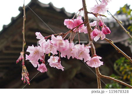 大野寺・枝垂桜 大野寺・枝垂桜 115678328