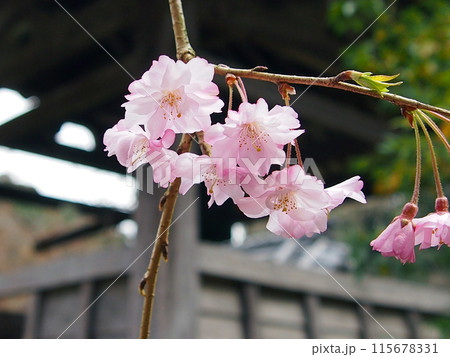 大野寺・枝垂桜 大野寺・枝垂桜 115678331
