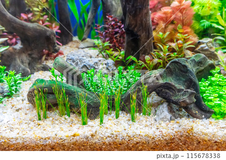 Tropical freshwater aquarium 115678338