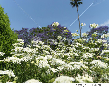植物園に咲くオルラヤの白い花 植物園に咲くオルラヤの白い花 115678366