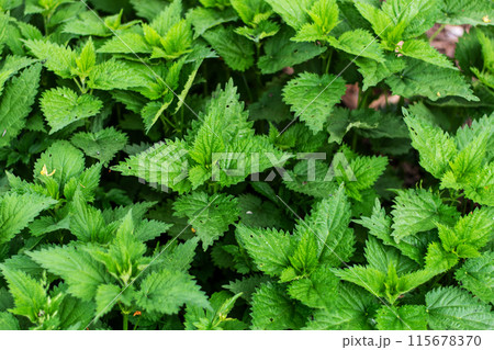 Medicinal plant. Green leaves background. Fresh nettle leaves. Thickets of nettles. 115678370