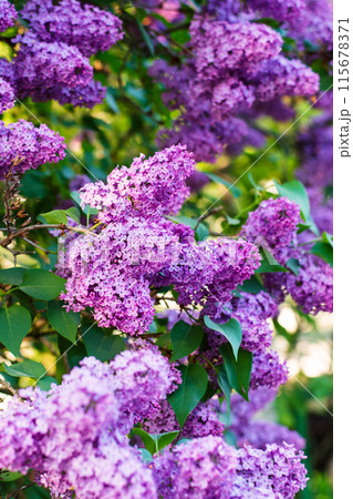 The lilac blossomed on the cherry tree. Beautiful background with flowers. The lilac blossomed on the cherry tree. Beautiful background with flowers. 115678371