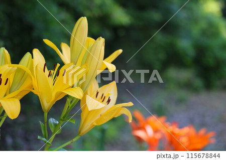 散歩道に咲くユリの花　初夏 115678844