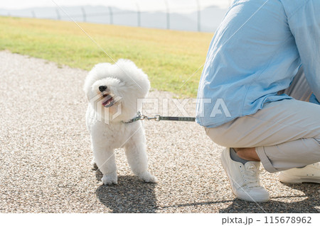 犬の散歩・散歩・外気浴をする飼い主とビションフリーゼ 115678962