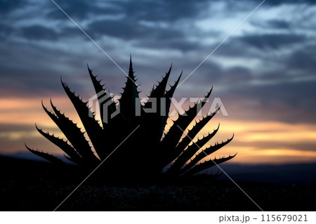 A large cactus plant is silhouetted against a dark sky 115679021