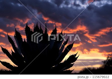 A silhouette of a plant is shown against a backdrop of a sunset 115679022