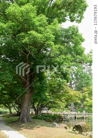 ナラガシワの育つ日本庭園　秋田県 115679193