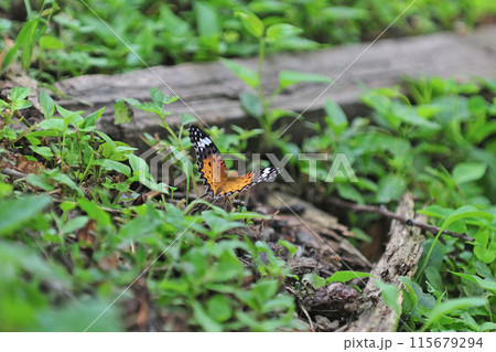 信越本線　安中ー磯部　JR東日本　タテハチョウ 115679294