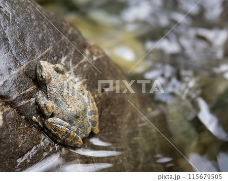 水際で休むカジカガエル 115679505
