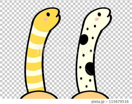 西海鰻和中海鰻插畫素材 115679516