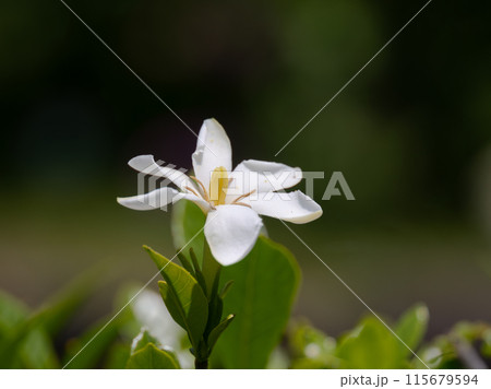 甘い香りのクチナシ 115679594