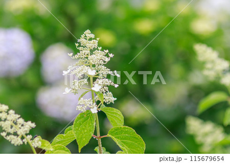 あじさいの原種といわれるノリウツギ 115679654