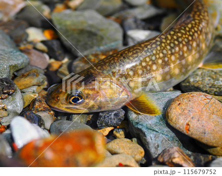 幻のイワナ　キリクチ 115679752