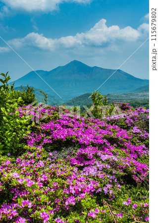 満開のミヤマキリシマ 霧島 高千穂峰 満開のミヤマキリシマ 霧島 高千穂峰 115679802