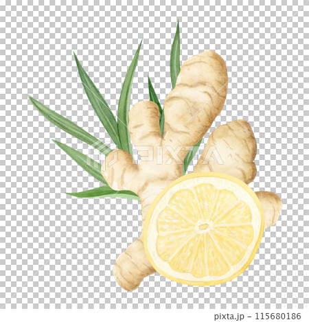 Watercolor ginger and round lemon slice watercolor illustration in yellow and green colors isolated on white. Spicy citrus fruits for traditional medicine recipes, sour desserts and herbal drinks Watercolor ginger and round lemon slice watercolor illustration in yellow and green colors isolated on white. Spicy citrus fruits for traditional medicine recipes, sour desserts and herbal drinks 115680186