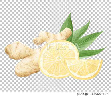 Watercolor lemons with ginger roots and vegetable slices illustration in pastel yellow, beige and green colors isolated on white. Citrus fruits for traditional medicine recipes Watercolor lemons with ginger roots and vegetable slices illustration in pastel yellow, beige and green colors isolated on white. Citrus fruits for traditional medicine recipes 115680187