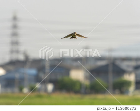 飛行場を飛ぶツグミ 115680272