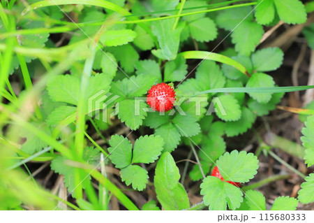 赤く熟したヘビイチゴの実　 115680333