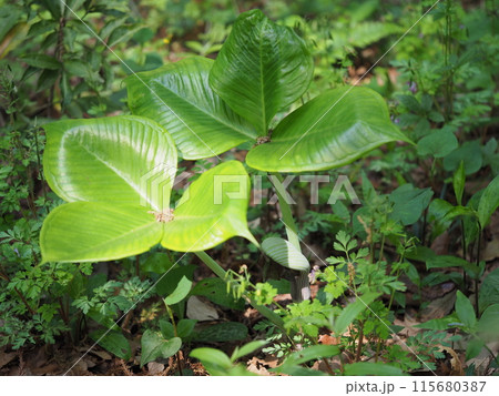 ムサシアブミの葉 115680387
