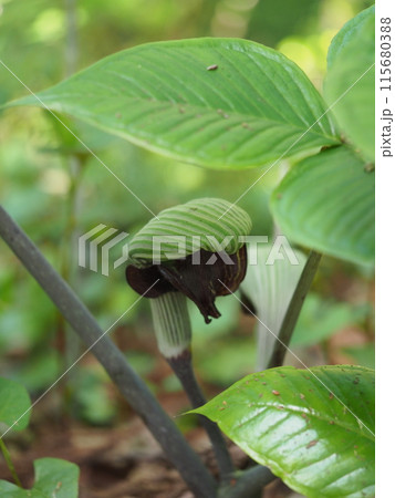 ムサシアブミ 115680388