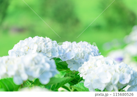 美しい光芒に映える白い紫陽花の装飾花クローズアップ　(観光スポット俵山　交流館　萌の里) 115680526