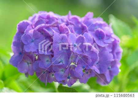 美しい光芒に映える紫陽花の装飾花クローズアップ　(観光スポット俵山　交流館　萌の里) 115680563