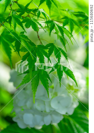 美しい光芒に映える白い紫陽花の装飾花クローズアップ (観光スポット俵山 交流館 萌の里) 美しい光芒に映える白い紫陽花の装飾花クローズアップ (観光スポット俵山 交流館 萌の里) 115680692