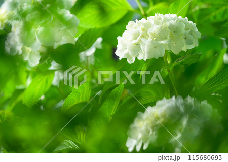 美しい光芒に映える白い紫陽花の装飾花クローズアップ　(観光スポット俵山　交流館　萌の里) 115680693