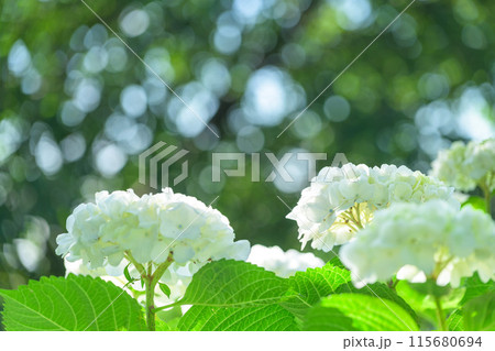 美しい光芒に映える白い紫陽花の装飾花クローズアップ　(観光スポット俵山　交流館　萌の里) 115680694