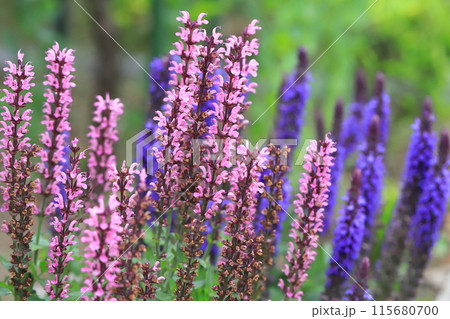 サルビア・ネモローサ・カラドンナ(ウッドランドセージ) サルビア・ネモローサ・カラドンナ(ウッドランドセージ) 115680700