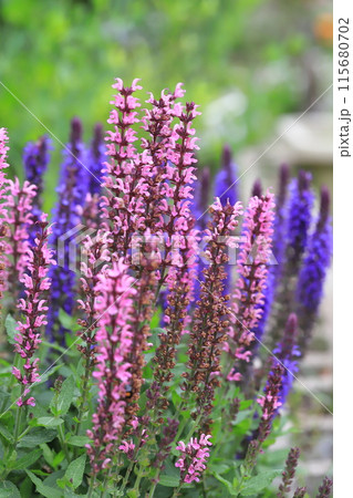 サルビア・ネモローサ・カラドンナ(ウッドランドセージ) サルビア・ネモローサ・カラドンナ(ウッドランドセージ) 115680702