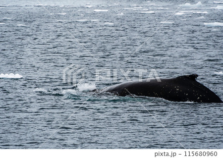 Detail of a humpback dorsal fin and blow hole 115680960