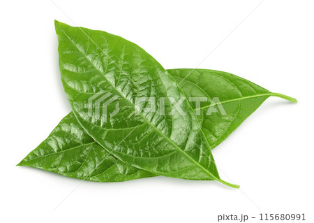Leaf of avocado isolated on white background. Top view. Flat lay Leaf of avocado isolated on white background. Top view. Flat lay 115680991