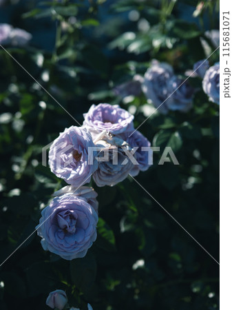 バラ　大阪　　花の写真　 115681071