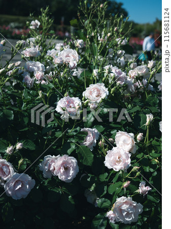 バラ　大阪　　花の写真　 115681124