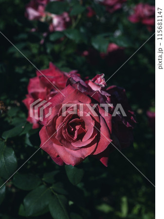 バラ　大阪　　花の写真　 115681147