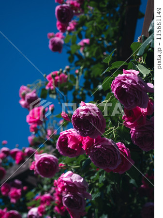 バラ 大阪 花の写真 バラ 大阪 花の写真 115681149