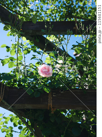 バラ　大阪　　花の写真　 115681151