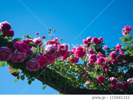 バラ 大阪 花の写真 バラ 大阪 花の写真 115681152