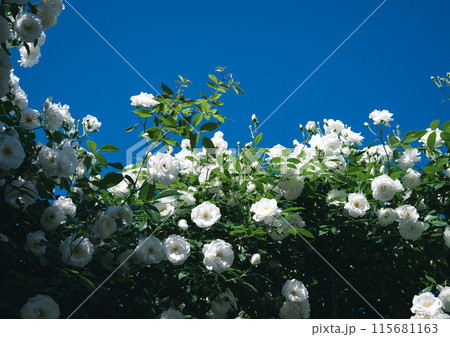 バラ　大阪　　花の写真　 115681163