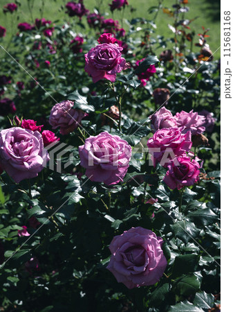 バラ 大阪 花の写真 バラ 大阪 花の写真 115681168