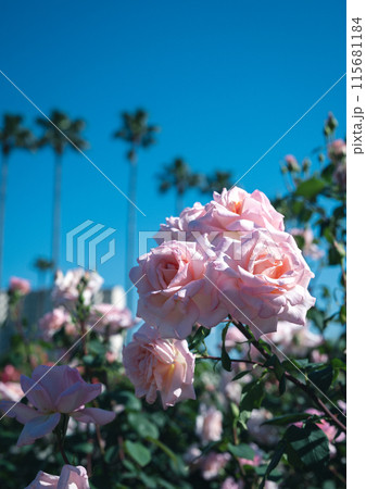 バラ 大阪 花の写真 バラ 大阪 花の写真 115681184