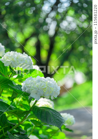 美しい光芒と影に映える白い紫陽花の装飾花クローズアップ (観光スポット俵山 交流館 萌の里) 美しい光芒と影に映える白い紫陽花の装飾花クローズアップ (観光スポット俵山 交流館 萌の里) 115681220