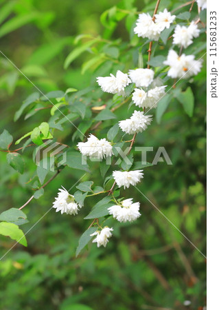 白花八重空木（シロバナヤエウツギ） or ツカサウツギ 115681233