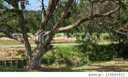 本荘街道 一里塚のケヤキ 秋田県 本荘街道 一里塚のケヤキ 秋田県 115681415