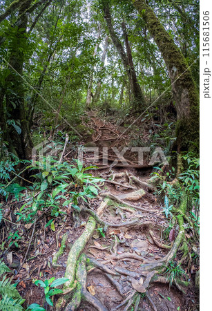 Secluded Forest Trail with Overgrown Roots and Foliage 115681506