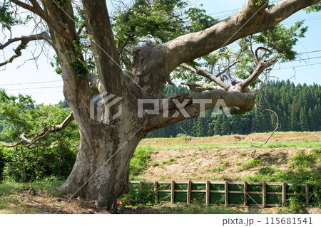 欅の巨樹　本荘街道　一里塚　秋田県 115681541