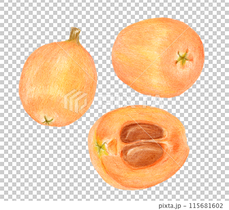 枇杷の手描き色鉛筆画 115681602
