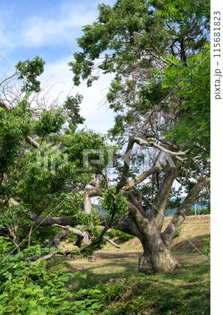 欅の巨樹 本荘街道 一里塚 秋田県 欅の巨樹 本荘街道 一里塚 秋田県 115681823