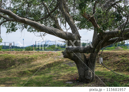 一里塚のケヤキと鳥海山 本荘街道 秋田県 一里塚のケヤキと鳥海山 本荘街道 秋田県 115681957